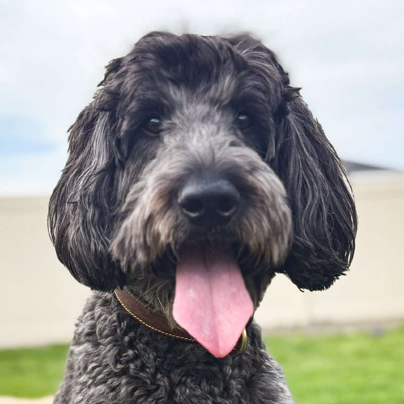 Koda